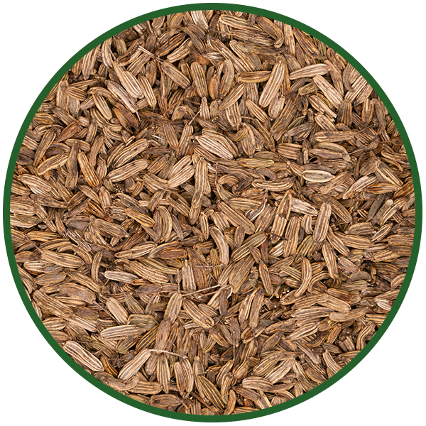 Fenchel ganz