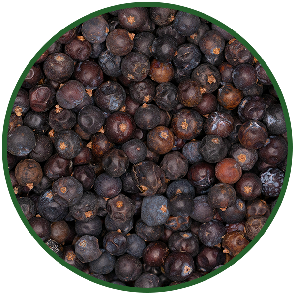 Wacholderbeeren Riesen ganz