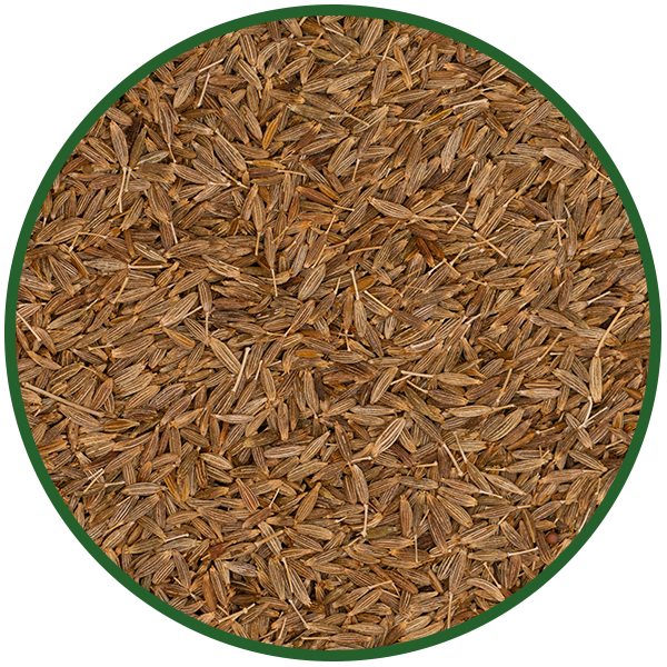Kreuzkümmel (Cumin) ganz