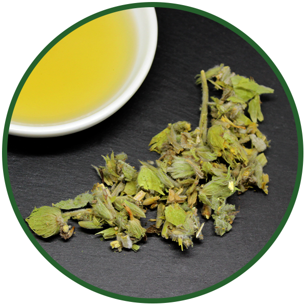 Kräutertee Griechischer Bergtee