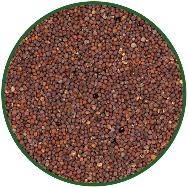 Senfkörner braun ganz