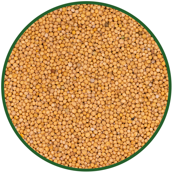 Senfkörner gelb ganz