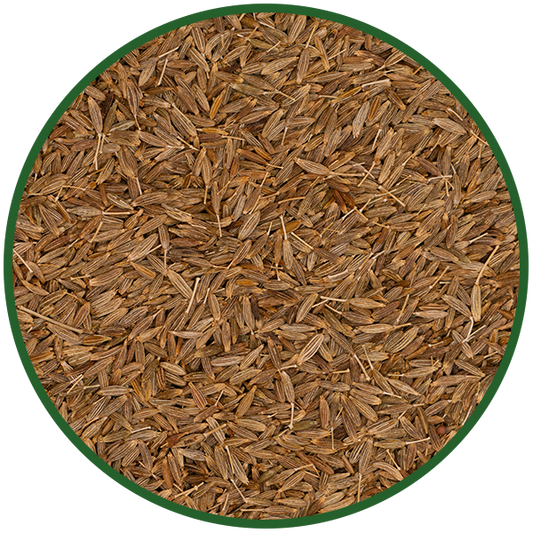 Kreuzkümmel (Cumin) ganz